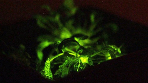 「奇酷」Glowing Plant,KS開(kāi)賣發(fā)光植物
