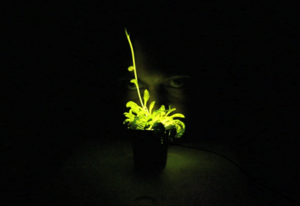 「奇酷」Glowing Plant,KS開(kāi)賣發(fā)光植物