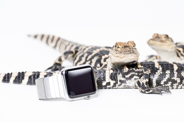城里人真會玩，用鱷魚、穿山甲來評測Apple Watch 